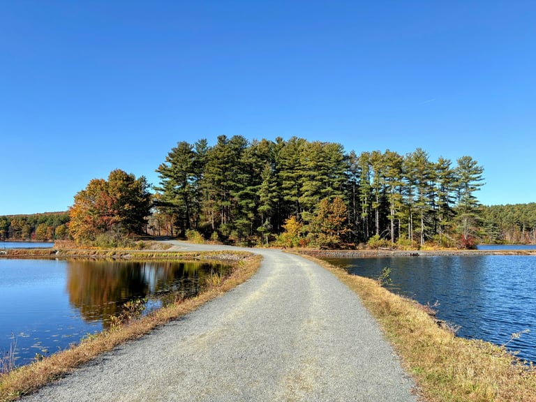 Scenic lake surrounded by forest in summer