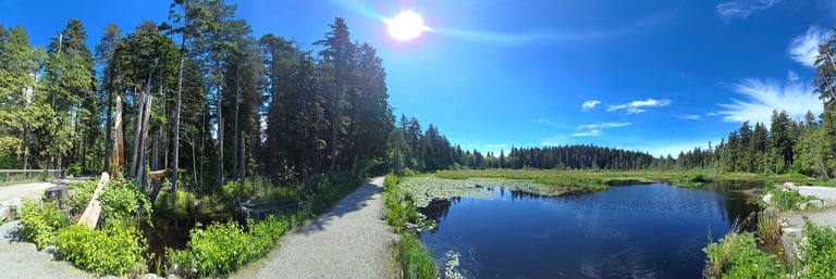 Beaver Lake surrounded by dense forest under blue sky